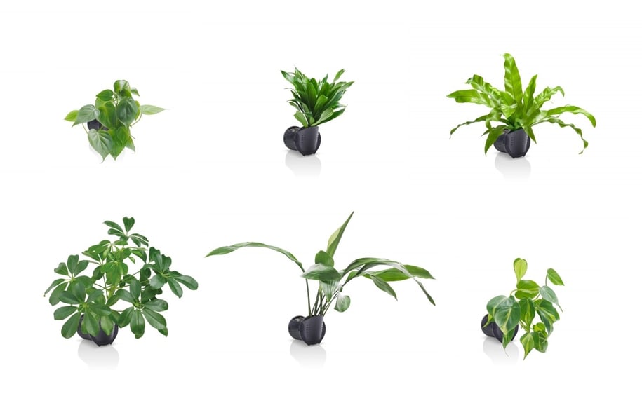 How do Naava Plants Stay Alive and Kicking?